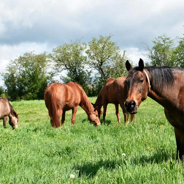 Pension pour chevaux à Charbonnières-les-Varennes, Puy-de-Dôme